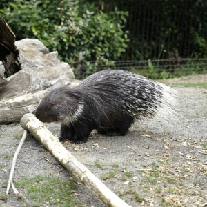 Stachelschwein